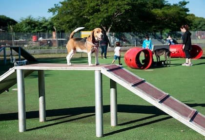Perros jugando en el Parque de las Mascotas de La Paternal