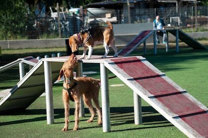 Área de juegos y agilidad para perros