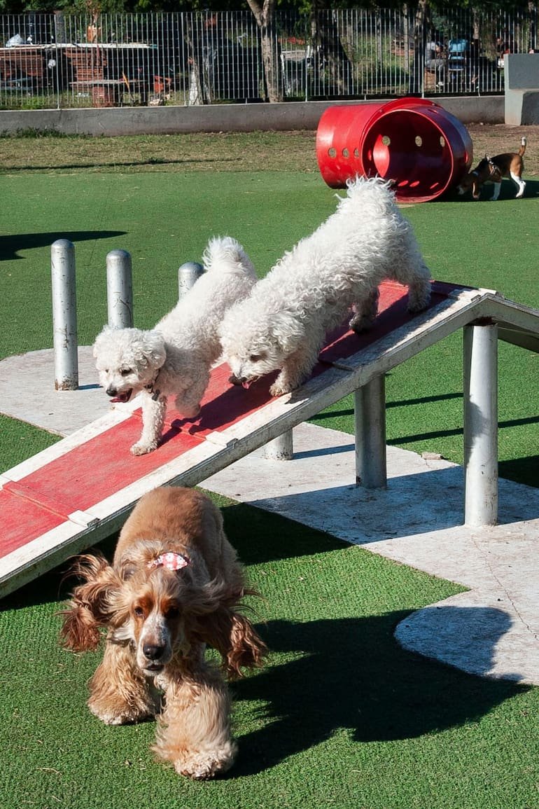Canil porteño con piso especial para perros